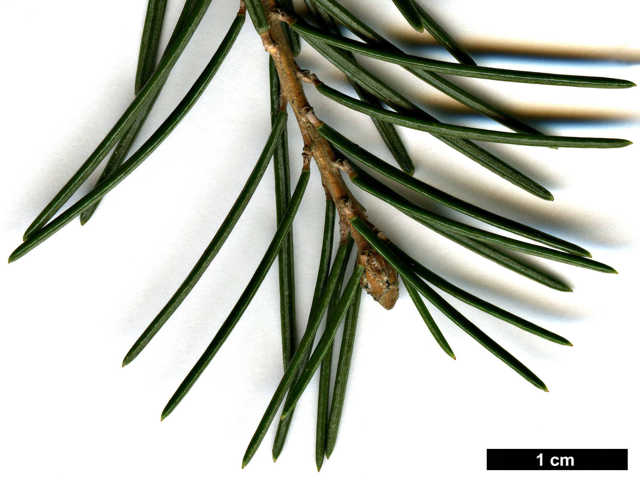 High resolution image: Family: Pinaceae - Genus: Picea - Taxon: breweriana